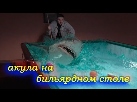 акула на бильярдном столе
