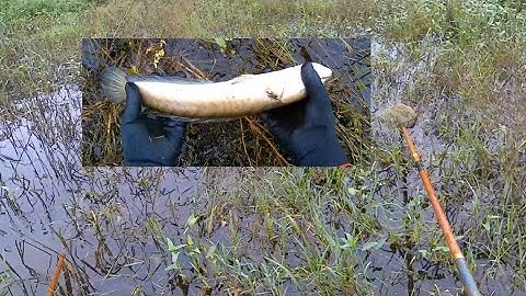 Kích cá mấy cái ruộng ngập nước Tưởng không được gì mà bất ngờ quá