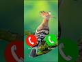 Best Call Ringtone Ringtone Smartphone Music Ringtones
