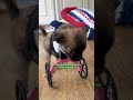 Woman Pads Her Entire Home For 2-Legged Puppy | The Dodo