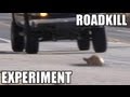 Roadside Animal Experiment Quiz