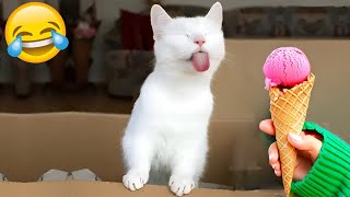 Try Not to Laugh 2024 New Funny Dog and Cat Video  Part 19