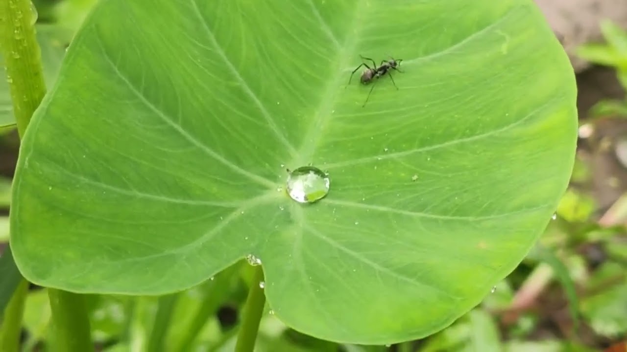 ▶️ Beautiful Natural Video (4k video), without water mark video 💚🌳💚🌳💚🌳