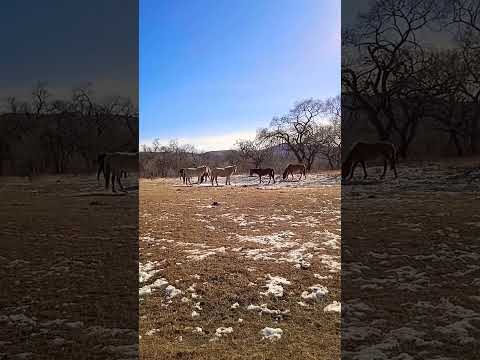 Амагалонские кони.#россия,#кони,#shorts,#чиндалей,#конь,#пастбище,#онон,#природа,#nature,#леса,#топ1