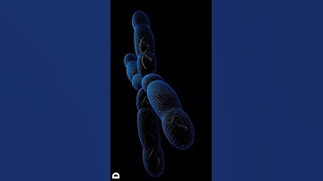 Gene or Allele? | #genetics #biology #dna