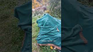 Вперше чудовий іній, мороз біля 2-3 град. Славсько #артвіта #осінь2025 #славсько