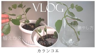 Vlog ひょろひょろ細いカランコエの花を剪定して植えかえて育てます Vol 1 多肉植物 カランコエの増やし方 切り戻し 挿し木 お手入れ Youtube Vlog ひょろひょろ細いカランコエの花を剪定して植えかえて育てます Vol 1 多肉植物 カランコエの増やし方 切り戻し 挿し木 お手入れ Youtube