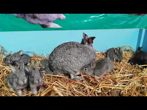 Video: Cómo Distinguir Un Conejo De Una Chinchilla