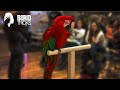 Have You EVER Seen a Macaw Do This Before?