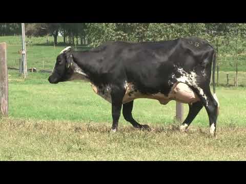 LOTE 8   21º LEILÃO SANTA LUZIA LEITE COM RAÇA🥛🐄