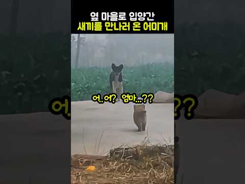 옆 마을로 입양간 새끼를 만나러 온 어미개 #강아지 #아기강아지 #어미개 #감동