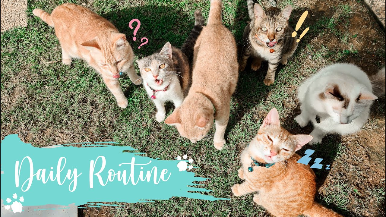 [CatVlog] Morning Routine with 6 cats - YouTube