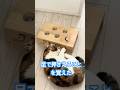新たに学習したミク#ねこのいる暮らし #ねこ動画 #ねこのいる生活