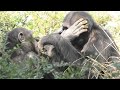 Secret conversation! by Berry and Gin 秘密の会話だよ！ジンとベリー　Chimpanzee  Tama Zoological Park