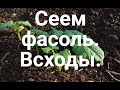 Фасоль. Сеем, взошла через 4 дня.