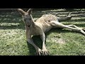 Парк кенгуру (Ган Гуру). Израиль/ Gan Garoo - Australian park. Israel