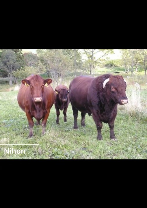 Jenis Sapi Jepang Penghasil Daging Wagyu