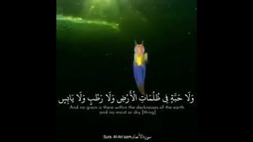 سورة الأنعام آيه رقم 59 القارئ إبراهيم الطيب