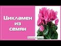 Цикламен из семян. Посев двумя способами и первые всходы.