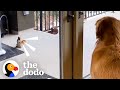 Wild Squirrel Introduces Her Baby To Her Favorite Dog | The Dodo image