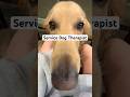 My Service Dog is a Therapist #servicedog #goldenretriever #therapydog #therapy