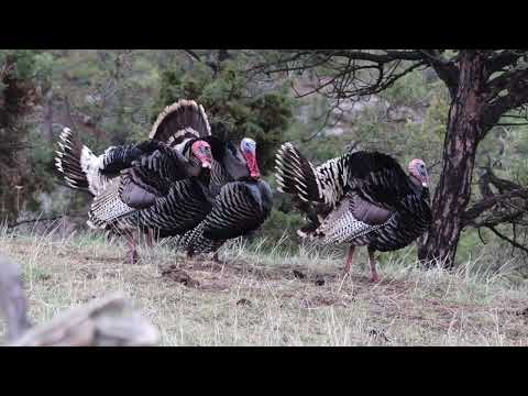 Turkey Hunt in Wyoming