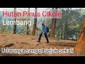 Hutan Pinus Cikole Lembang