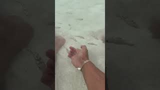 small predators #sharkbaby #shorts #travel #fishing