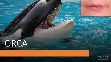 Practice the Initial OR Speech Sound in Words -- SLP Articulation Practice Materials