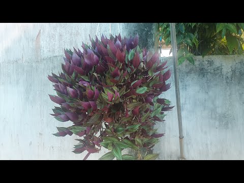 Video: Các Loài Tradescantia Và Cách Trồng Trọt