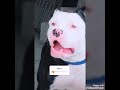 Famous Pitbull on tik tok