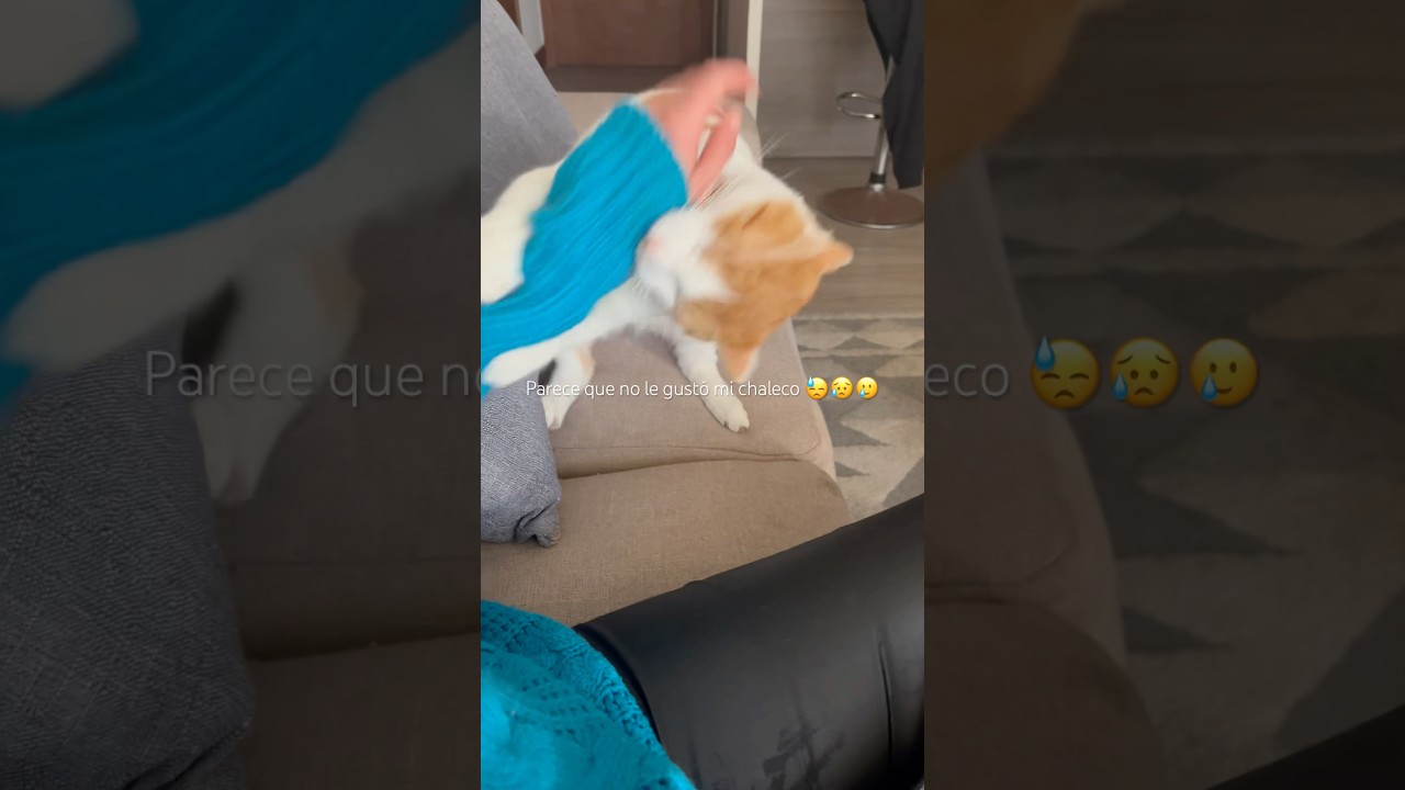 El simba y sus cambios de humor 😅😩 #catshorts