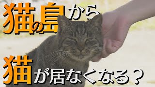 “猫の島”相島から減りゆく猫　島民「見届ける」【シリタカ】