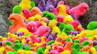 Ayam Lucu Dunia,Ayam Warna Warni,Ayam Pelangi,Bebek Lucu,Babi Guinea,Kelinci,Hewan Lucu🐤