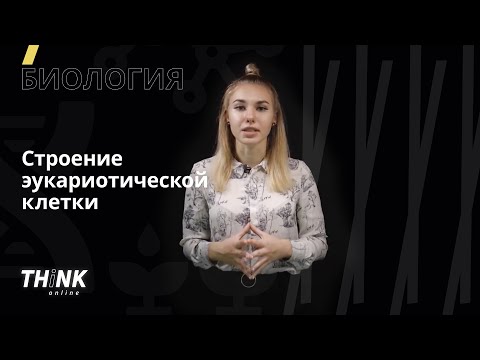 Строение эукариотической клетки | Биология