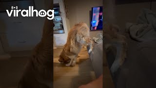 Golden Retriever Stands On Couch While Eating || Viralhog