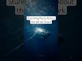 Stunning Facts About the White Shark