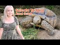 How to Feed a Sulcata Tortoise
