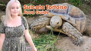 Cara Memberi Makan Kura-kura Sulcata