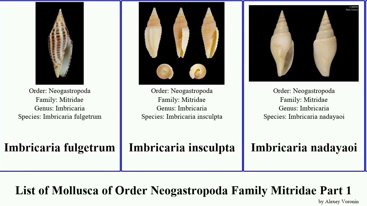 List of Mollusca of Order Neogastropoda Family Mitridae Part 1 mitra imbricaria cancilla domiporta