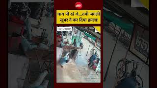 Viral Video एक सकड म मच गई अफर-तफर चय क दकन पर जगल सअर क हमल Wild Boar Attack