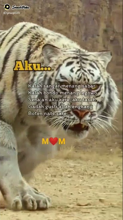 snack video macan putih