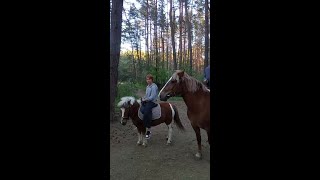 Лошади вблизи Солигорска