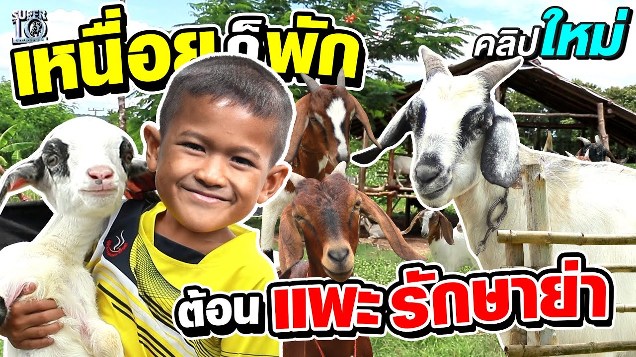 เหนื่อยก็แค่พัก…เด็กเลี้ยงแพะยอดกตัญญู #น้องต้นกล้า ขอทำทุกอย่างเพื่อครอบครัว | SUPER10