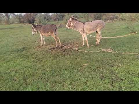 horse meeting fast time successful mating horse