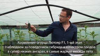 1-й этап кормления огурца Лютояр F1. Оочень низкие ангары....