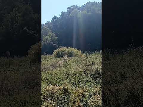 Як себе поводити при зустрічі з вовком всепросто Shorts