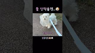 산책중 돌 먹는 강아지 최후