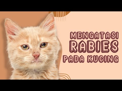 Video: Rawatan Rabies Pada Kucing