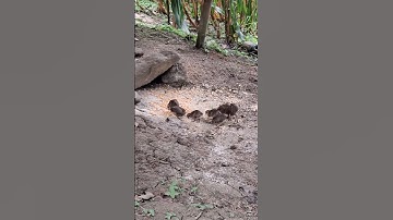 cùng nhau bảo vệ gà rừng.lo peb tiv thaiv cov qaib qus no nawb